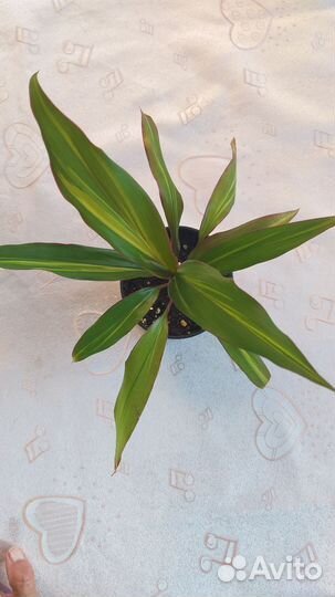 Кордилина Киви