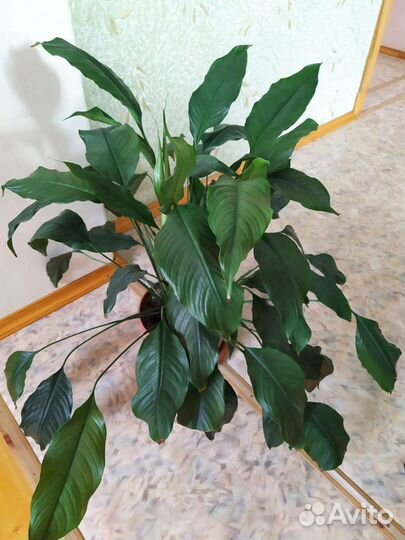 Спатифиллум