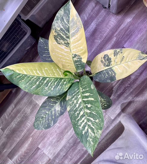 Диффенбахия зебра вариегатная