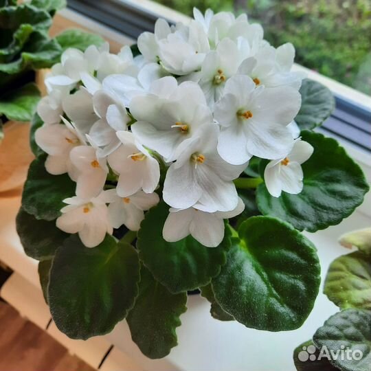 Фиалки цветы