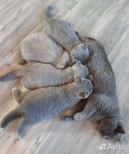 Плюшевые котятки