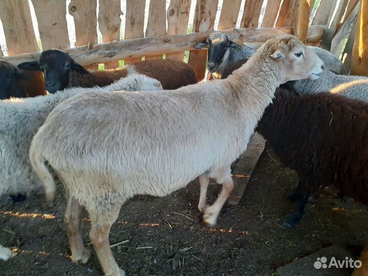 Овцы ярки