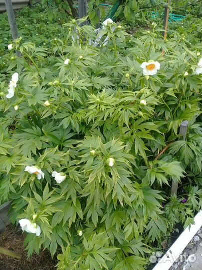 Пион- Марьин корень