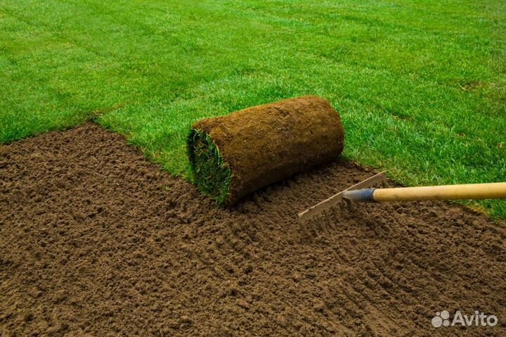 Рулонный газон под ключ