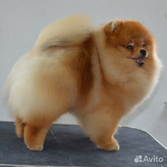 Выезд на дом. Стрижка собак и кошек без наркоза