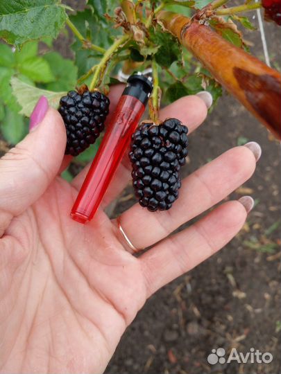 Прайм Арк Фридом ремонтантная ежевика