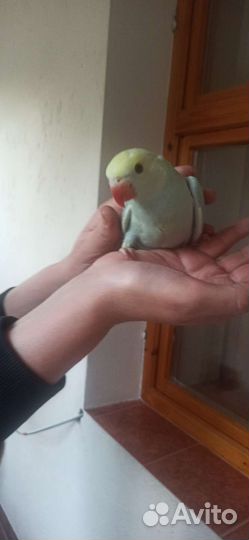 Попугаи всех видов