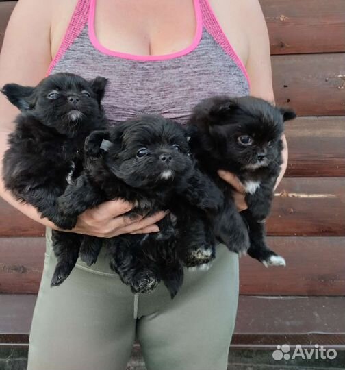 Чихуахуа. Привиты. Доставка