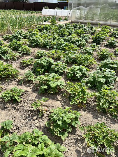 Клубника, усы клубники, саженцы клубники