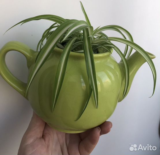 Хойя Эониум хлорофитум