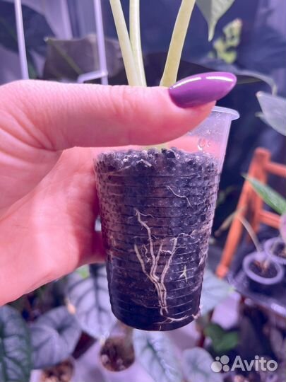 Алоказия мишольца