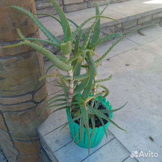 Алоэ вера, лекарь 5 лет