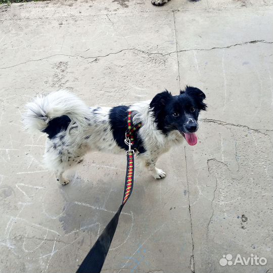 Маленькая собака