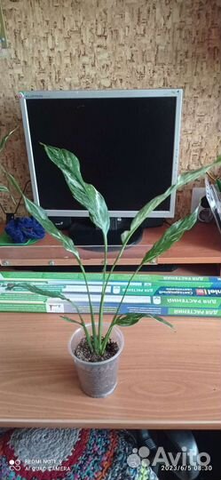 Спатифиллум Diamond/Даймонд