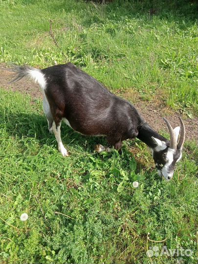 Продам дойных коз