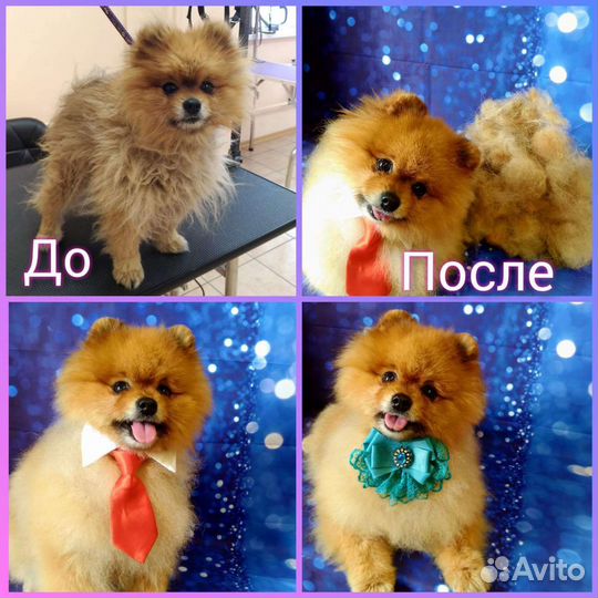 Стрижка собак и кошек