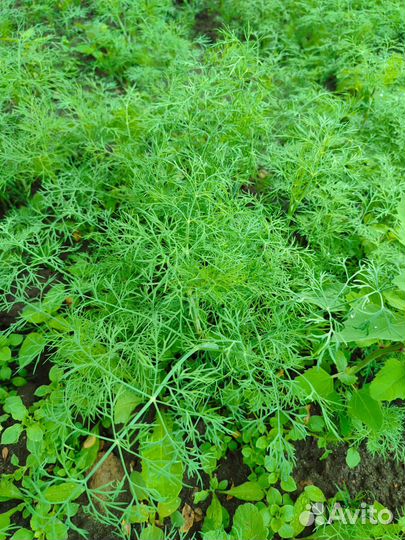 Укроп свежий