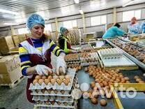 Вахта Москва Упаковщик яичек еда+жилье