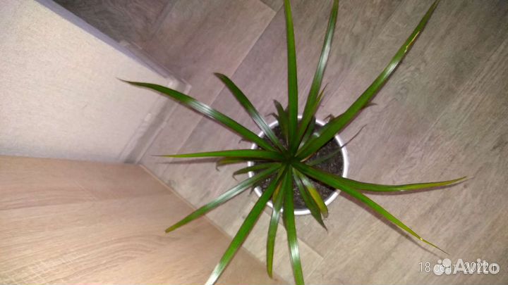 Драцена маргината