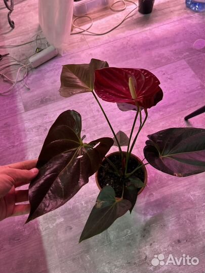 Антуриум деликата