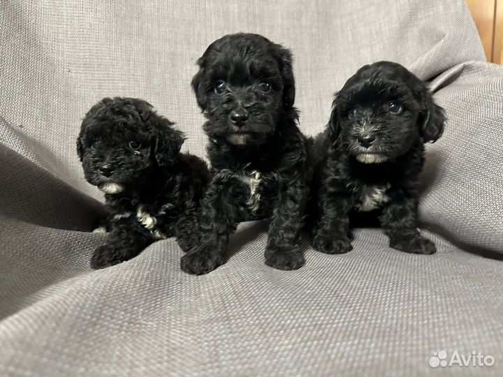 Щенки мальтипу F1 Москва