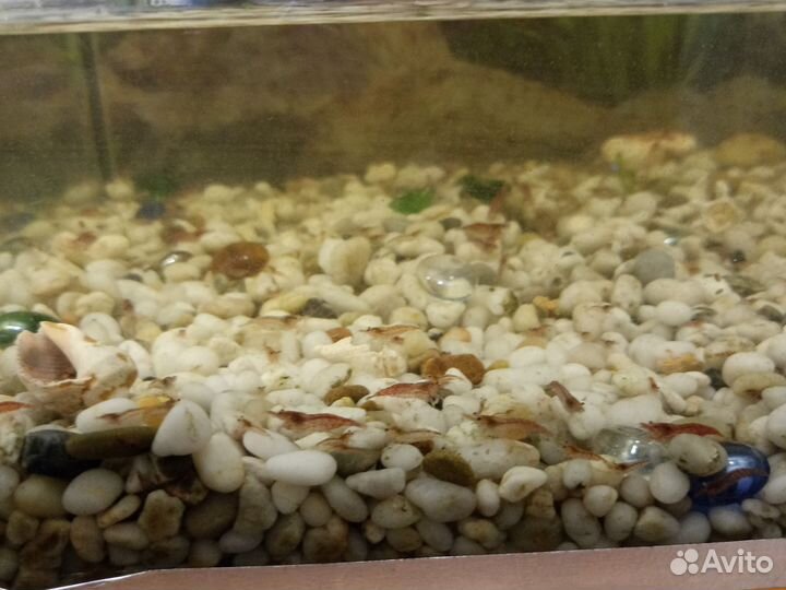 Креветки cherry