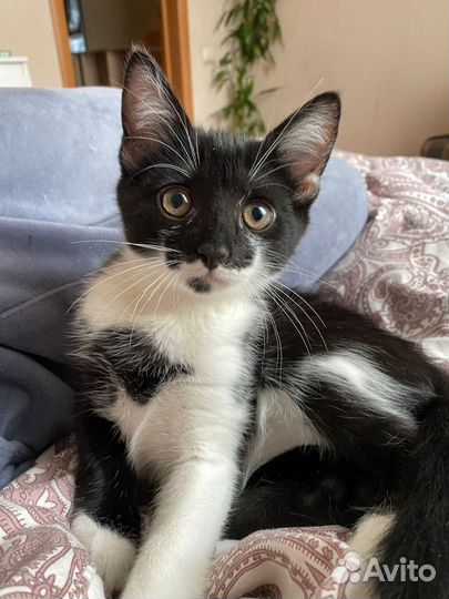 Мальчик Микки