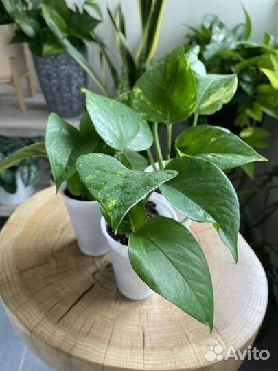 Сциндапсус Голден