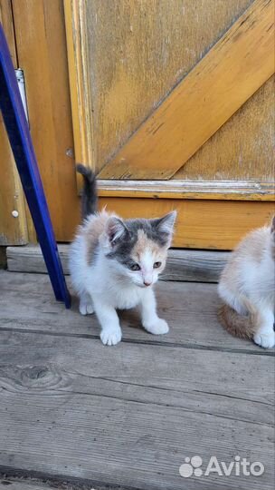 Котята в добрые руки бесплатно