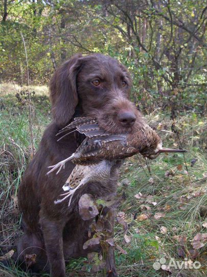 Собака дратхаар