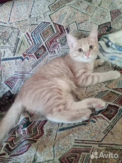 Котёнок по имени Гав