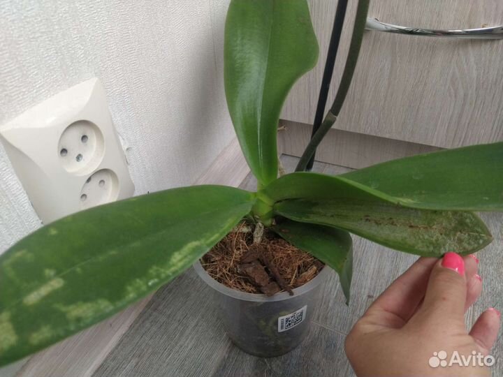 Орхидея фаленопсис биглип