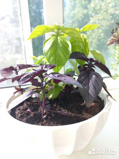 Мята, чабрец, базилик