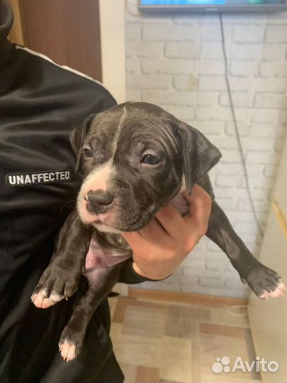 Американский стаффордширский терьер