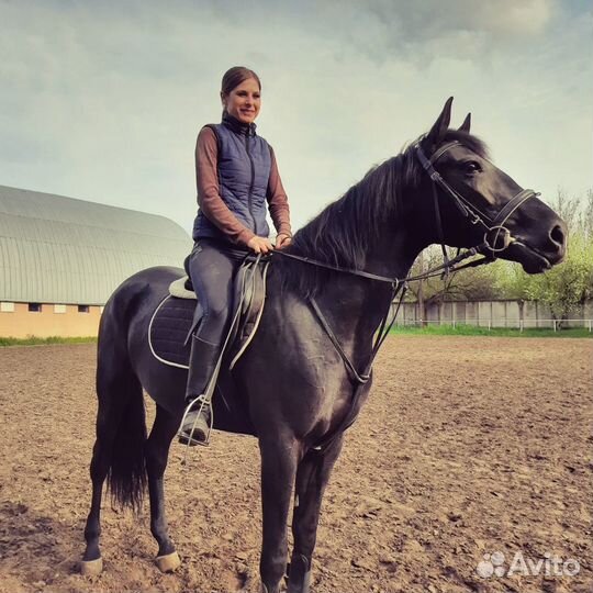Продается вороная кобыла, лошадь