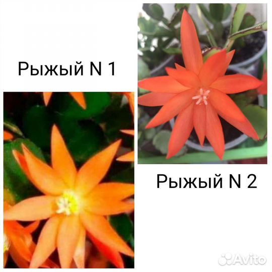 Редкие сорта Рипсалидопсис (пасхальник)