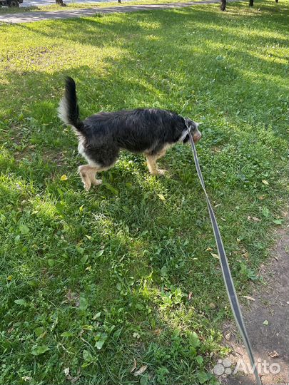 Спасите собаку от приюта