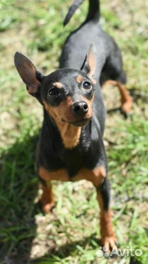 Цвергпинчер