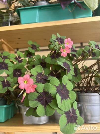 Кислица Оксалис Айрон Кросс в горшочке