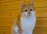 Солнечный рыжий кот Винсент ищет дом