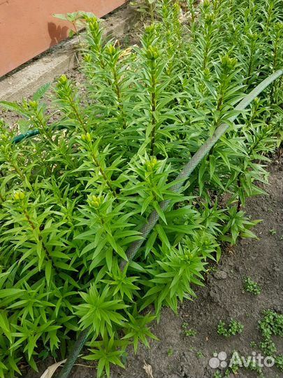 Лилии белые многолетние