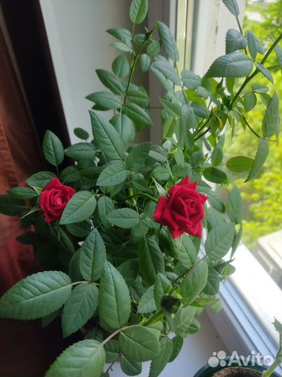 Укорененные черенки комнатная роза кордана