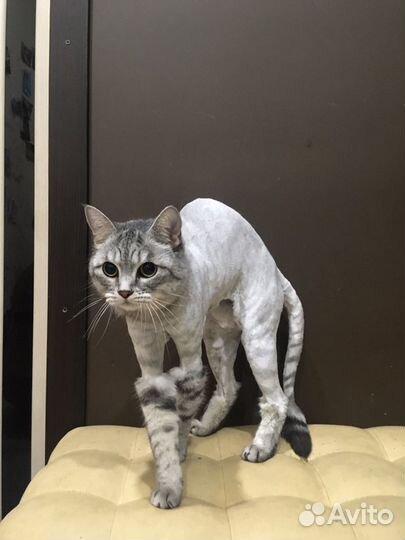 Стрижка кошек и собак