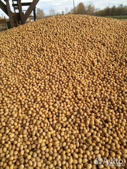 Соя продам