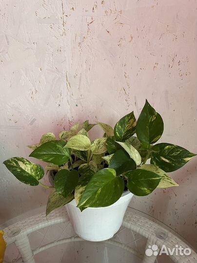 Сциндапсус