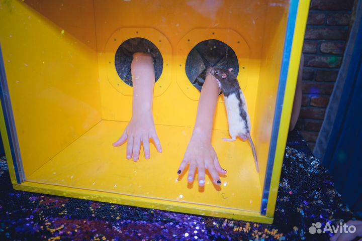 Игра на праздник 