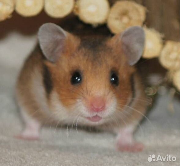 Сирийский хомяк