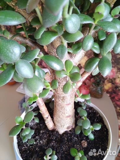 Денежное дерево толстянка