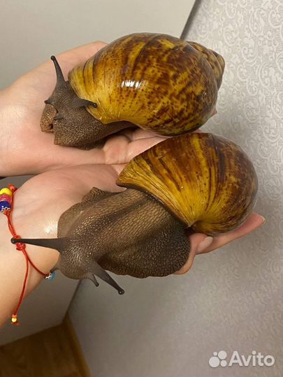 Улитка архахатина маргината овум