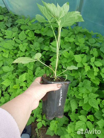 Саженцы с закрытым корнем в контейнерах